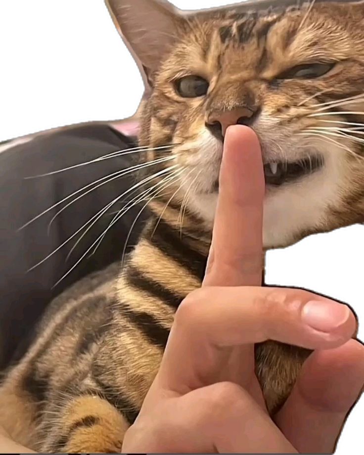 Xiiu 